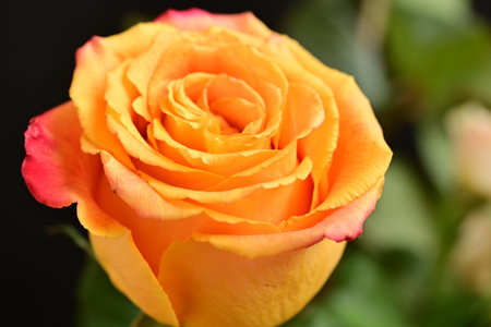 Beautiful orange rose on black background, closeup. Space for textの写真素材