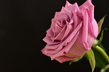 beautiful pink rose on a black background close-up macro photoの写真素材