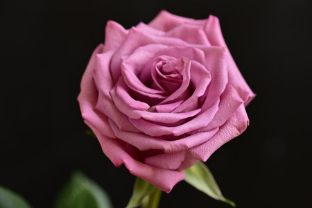 Beautiful pink rose on black background, close-up view.の写真素材