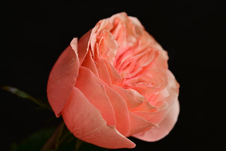 Beautiful pink rose on a black background close-up macro photographyの写真素材
