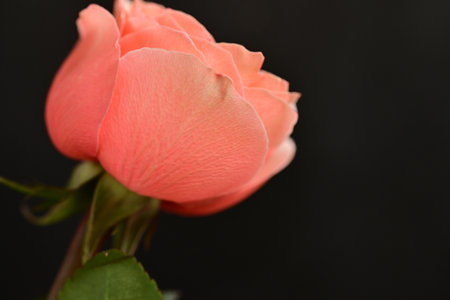 Beautiful pink rose on black background, closeup. Space for textの写真素材