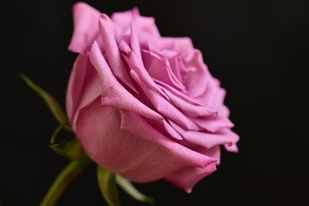 pink rose on a black background, close-up, macroの写真素材