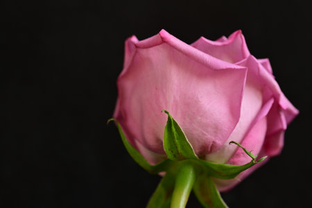 Beautiful pink rose on black background, closeup. Space for textの写真素材