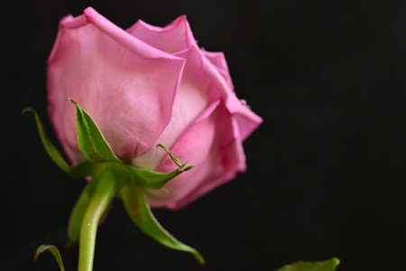 Beautiful pink rose on black background, closeup. Space for textの写真素材