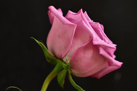 Beautiful pink rose on a black background close-up macro photographyの写真素材
