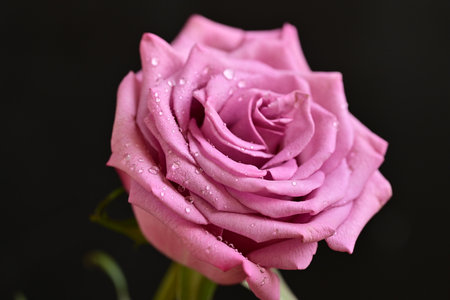 Beautiful pink rose with water drops on black background, closeupの写真素材