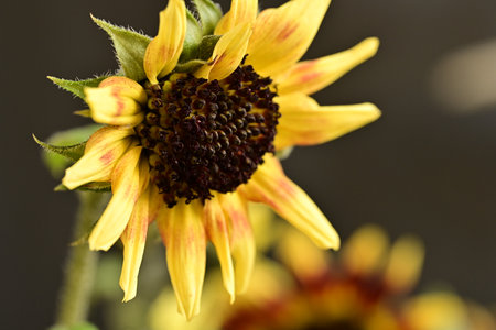 Close-up of a yellow sunflower on a dark background.の写真素材
