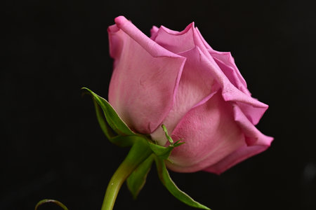 Beautiful pink rose on a black background close-up macro photographyの写真素材