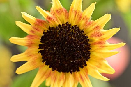 Close-up of a yellow sunflower with a black center.の写真素材