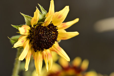Close up of a yellow sunflower in the garden on a dark backgroundの写真素材