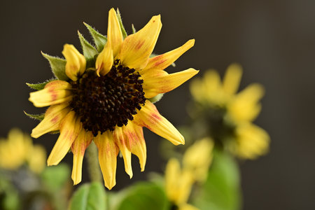 Close up of a sunflower on a dark background. Shallow depth of field.の写真素材