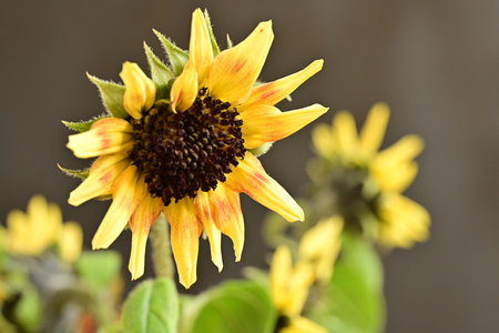 Close up of yellow sunflower with green leaves on dark background.の写真素材