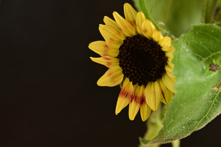 Yellow sunflower on a black background. Shallow depth of field.の写真素材