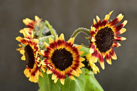 Close up of two sunflowers with red and yellow petalsの写真素材