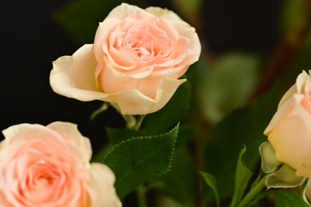 Beautiful pink and white roses on black background, close-upの写真素材