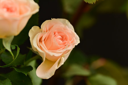 Beautiful pink and white roses on a dark background close-upの写真素材