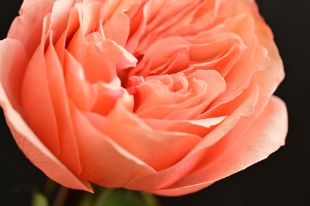 close-up of pink rose on black background, shallow dofの写真素材