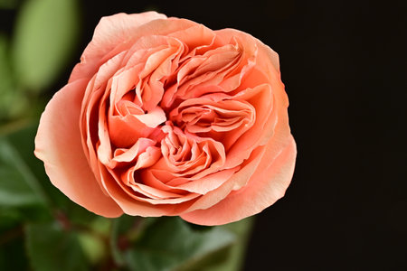 Beautiful orange rose on a black background. Close-up.の写真素材
