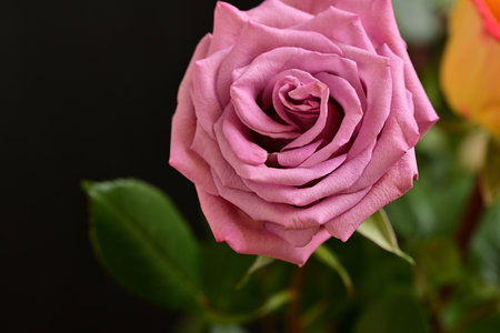 Beautiful pink rose on black background, closeup. Space for textの写真素材