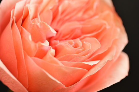 Beautiful pink rose on black background, closeup. Floral backgroundの写真素材