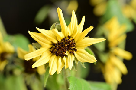 Flower of a sunflower (Helianthus annuus)の写真素材