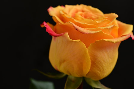Beautiful yellow rose on black background, close up. Space for textの写真素材