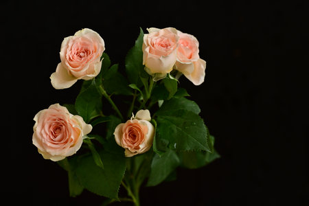 pink and white roses on a black background, close-upの写真素材