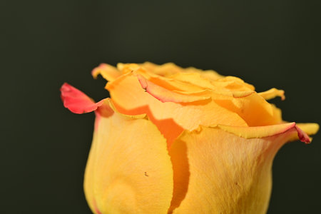 yellow rose on a black background close-up, shallow depth of fieldの写真素材