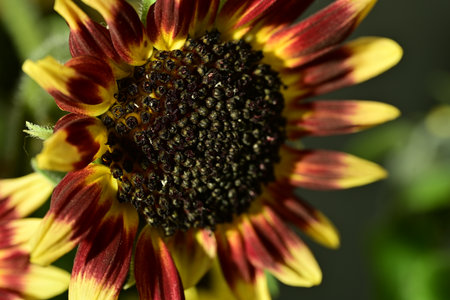 Close up of a yellow and red sunflower with selective focus.の写真素材