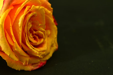 Orange rose on a black background. Close up. Copy space.の写真素材