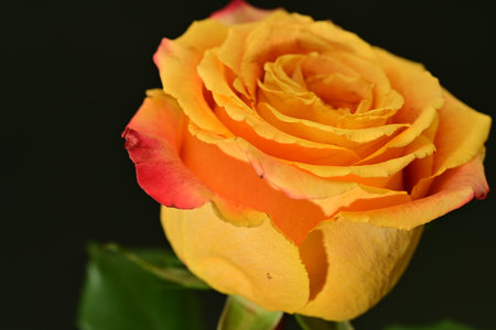 beautiful yellow rose on black background close-up, shallow depth of fieldの写真素材