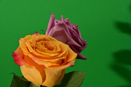 Beautiful yellow and pink rose on green background. Studio shot.の写真素材