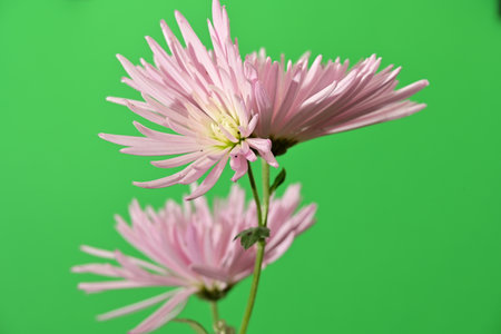 Pink chrysanthemum flower isolated on a green background.の写真素材