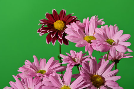 Pink chrysanthemum flowers on green background. Close up.の写真素材