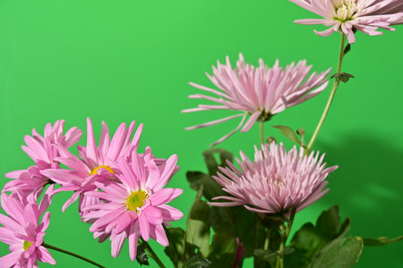 Pink chrysanthemum flowers on green background, close upの写真素材