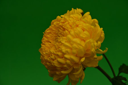 Yellow chrysanthemum on a green background close-upの写真素材