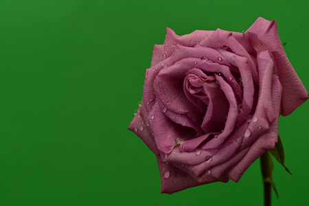 Beautiful pink rose on green background with water drops. Studio shot.の写真素材