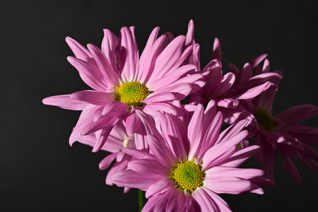 Pink chrysanthemum flowers on a black background close upの写真素材