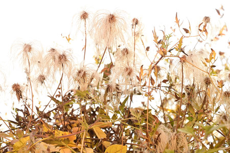 Dry grass isolated on white background. Dried flowers and leaves.の写真素材