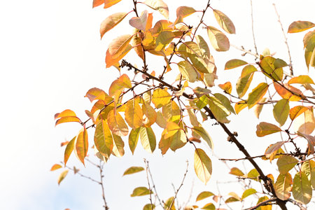 Autumn leaves on a tree branch, closeup of photo with shallow depth of field