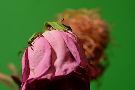 Green tree frog on a pink rose. Close up. Green background.の写真素材