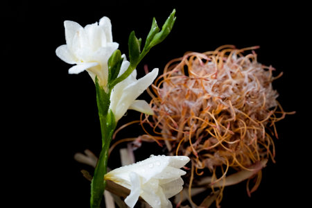 White gladiolus flower on a black background. Close up.の写真素材