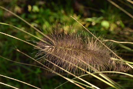 Pennisetum pedicellatum, commonly known as common pennisetumの写真素材