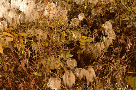 Dry leaves on the branches of a plant in the garden.
