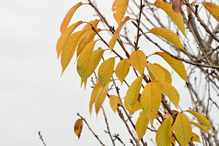autumnal leaves on a tree in the park on a cloudy day