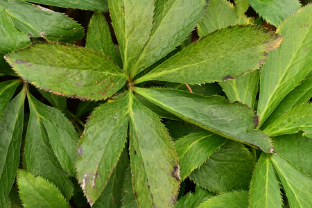 Close up of green leaves of a plant as a background texture.の写真素材