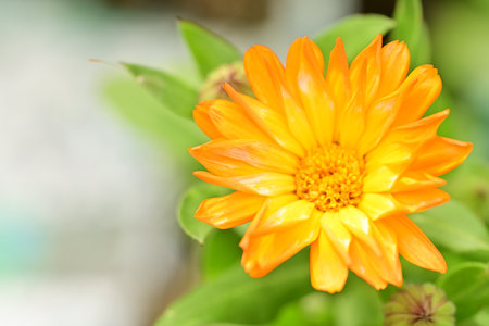 Calendula officinalisgold flower in the gardenの写真素材
