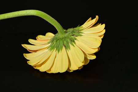 gerbera flower isolated on black background closeup. macro.の写真素材