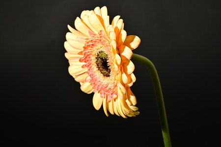 gerbera very nice colorful gerbera close up in the sunshineの写真素材