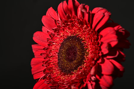 Red gerbera flower isolated on black background. Close up.の写真素材